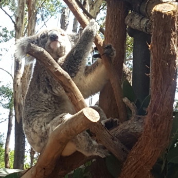 #koalass